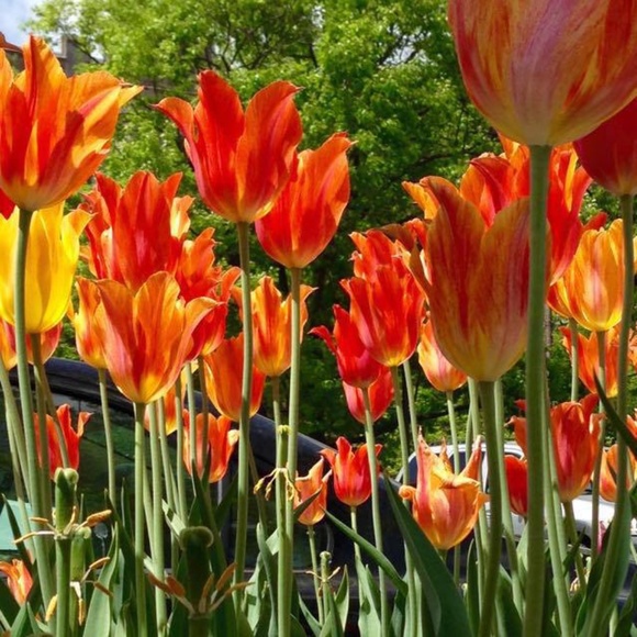 Meet your Posher, Susan - Picture 5 of 15